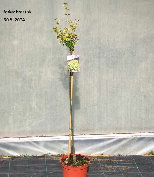 Euonymus fortunei 'Canadale Gold' 100cm kmienok